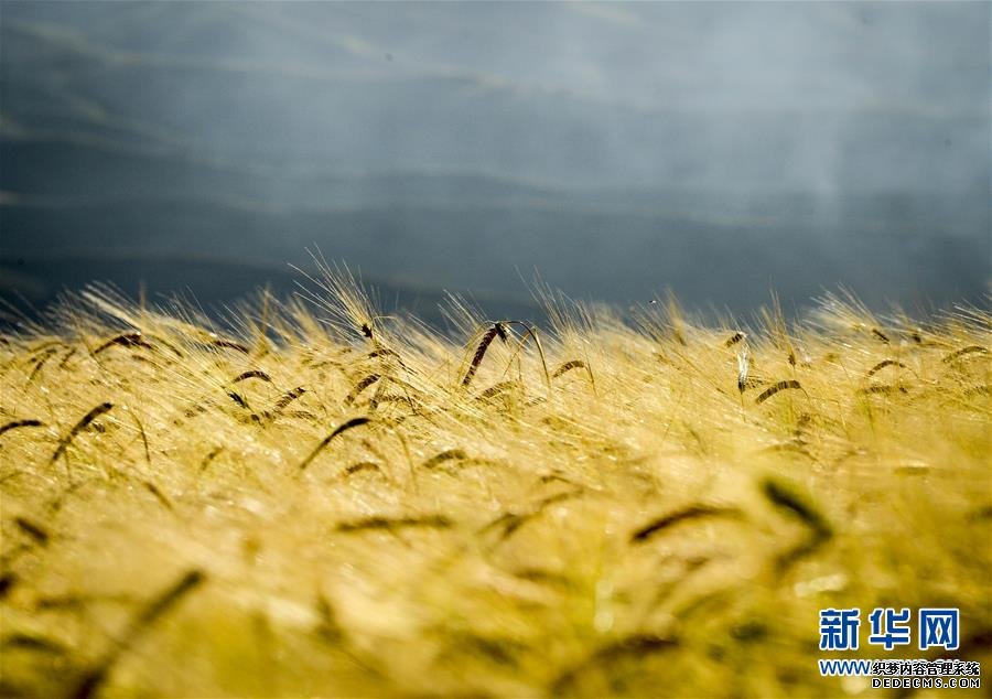 （美丽中国）（1）新疆：麦海秋韵