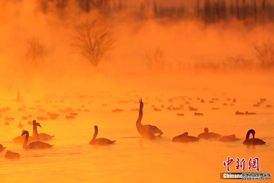 新疆天鹅泉缥缈雾气 百只天鹅起舞