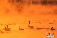 新疆天鹅泉缥缈雾气 百只