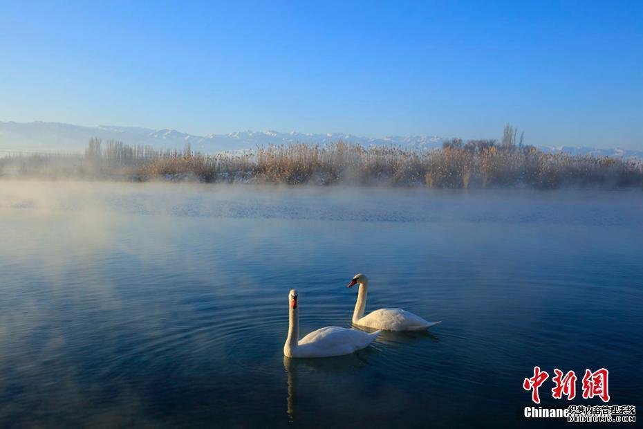 新疆天鹅泉缥缈雾气 百只天鹅起舞