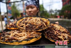 昆虫或将成人类新食物？