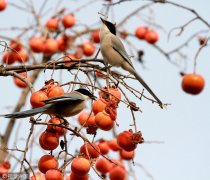 喜鹊枝头“享”美食