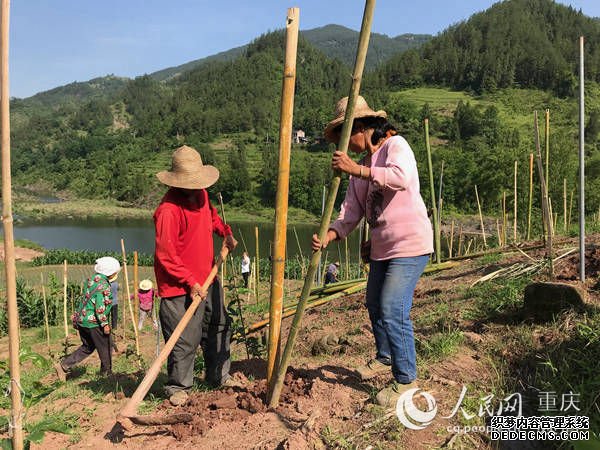 龙驹镇千亩百香果挂果了可单株认购助力扶贫