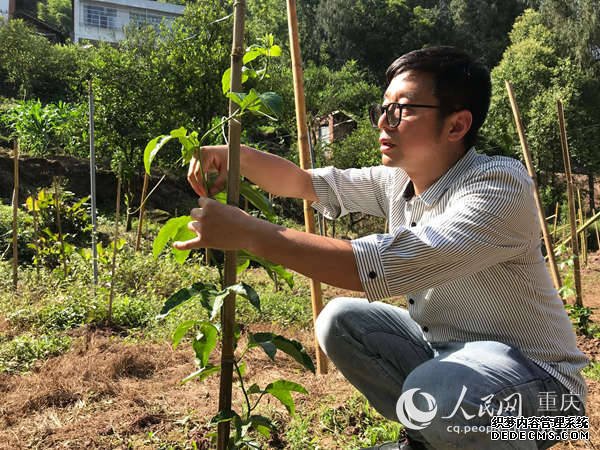 龙驹镇千亩百香果挂果了可单株认购助力扶贫