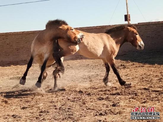 图为新疆野马繁殖季节两匹圈养野马在争斗。张赫凡 摄