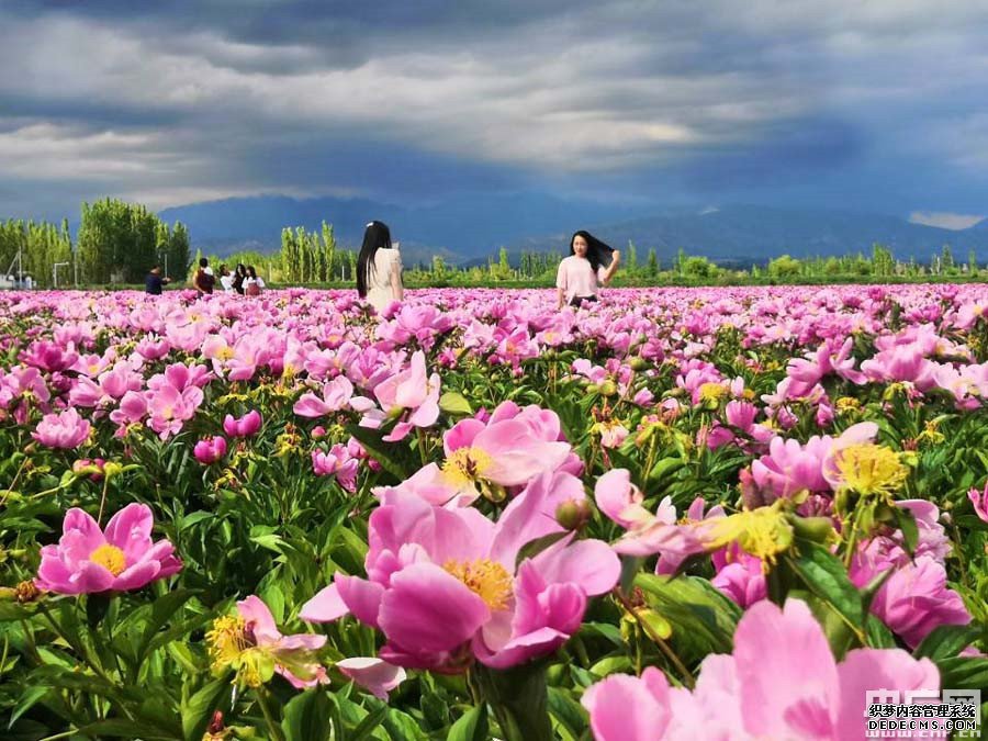 新疆伊犁河谷百亩芍药竞绽放 乡村旅游惹人醉