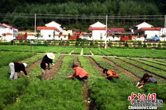 甘肃徽县“苗旅融合”：农民卖盆景风景多径增收