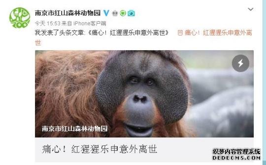 图为南京会画画的红猩猩“乐申”意外离世。动物园官微截图