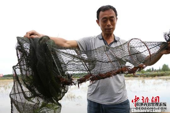 大别山北麓霍邱：扶贫因地制宜 农户走上农业致富路