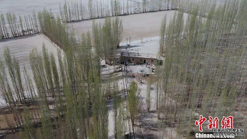 活人不能让沙子欺负!新疆一对夫妇35年种树80万棵