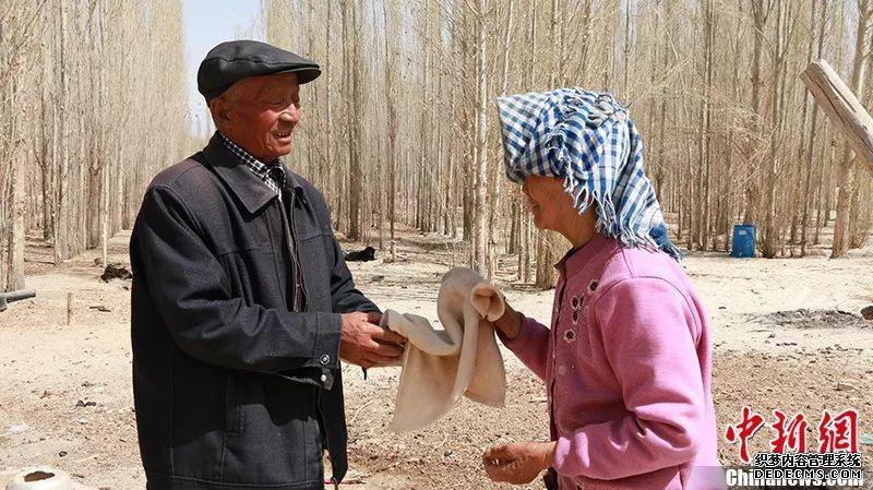 活人不能让沙子欺负!新疆一对夫妇35年种树80万棵