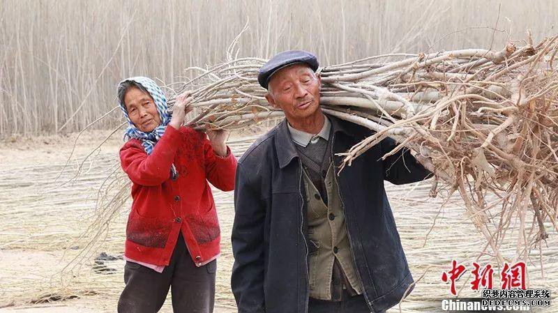 活人不能让沙子欺负!新疆一对夫妇35年种树80万棵