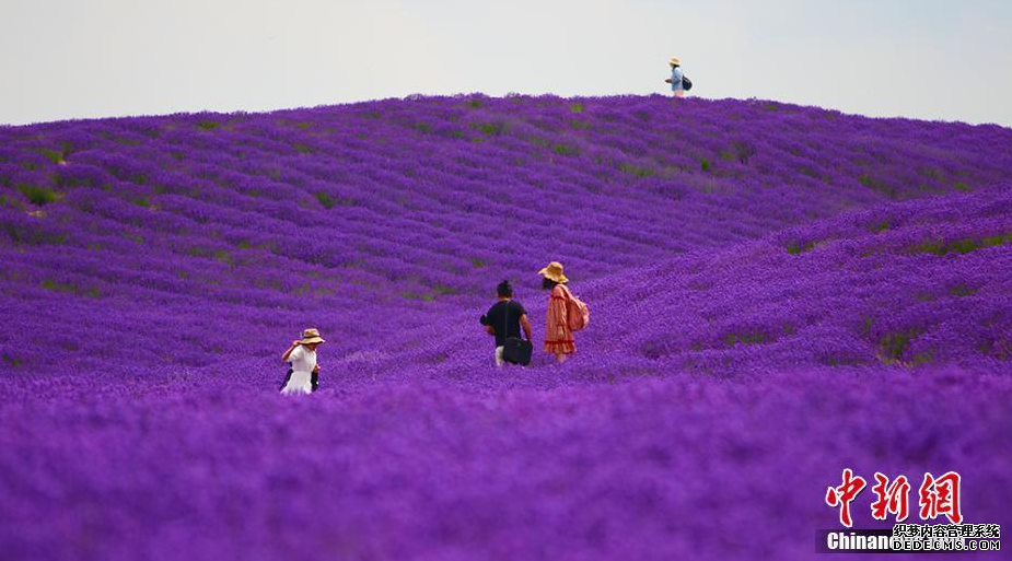 新疆霍城5万余亩薰衣草花田盛开醉游人