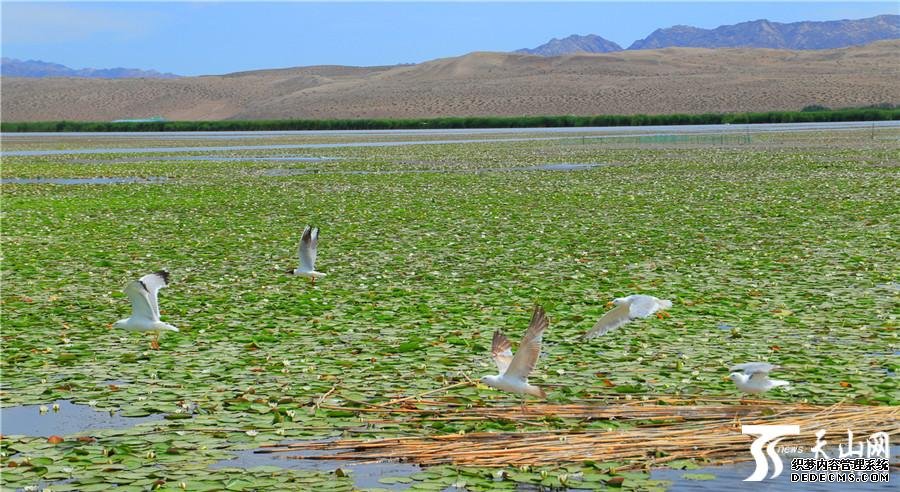 【高清组图】新疆博斯腾湖8万亩野生睡莲绽放宛如“水上花海”