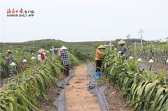 三亚农业产业扶贫现场观