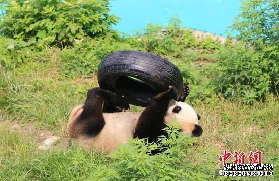 大熊猫“云涛”享受“清凉” 玩耍姿态十分可爱