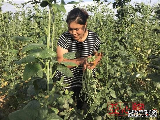 新疆鄯善县：扶贫豇豆已丰收