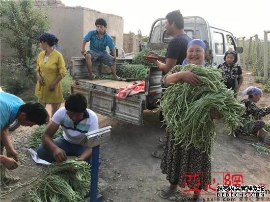 新疆鄯善县：扶贫豇豆已丰收