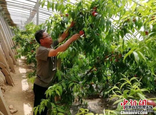 程家山乡路堡村的西瓜、油桃、葡萄、套袋苹果等特色水果远近闻名，每到收货季节，产品供不应求。　山西黎城县新闻办供图 摄