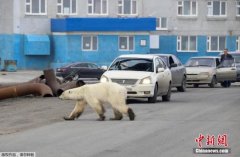 北极熊时隔40多年现身俄北
