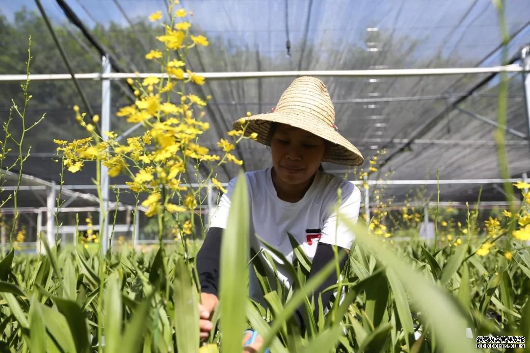 白沙力推“一村一品” 兰花扶贫产业初见效益