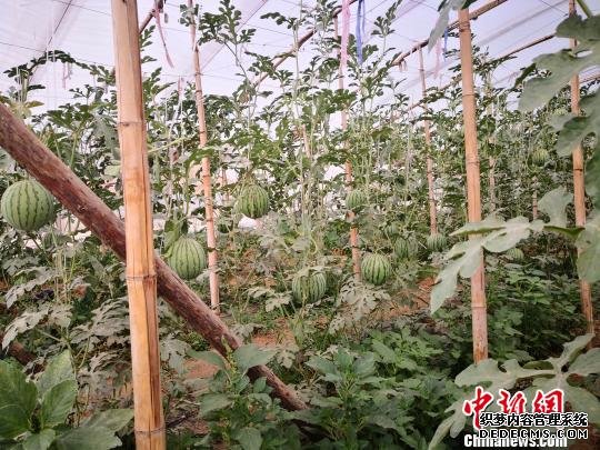 大棚里种植的“冰激凌彩虹西瓜”。　俱凝搏 摄