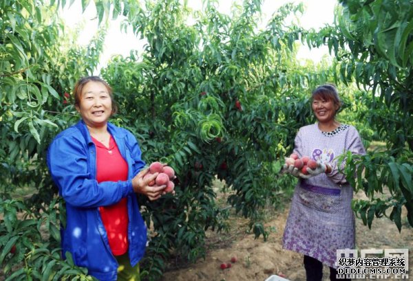 河南桐柏：电商助力扶贫 红桃俏销全国