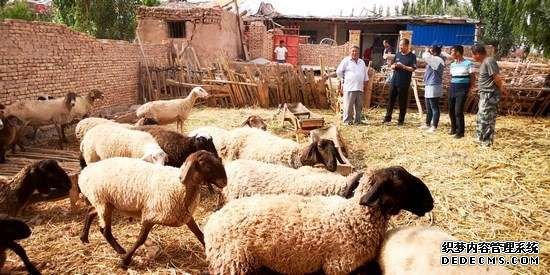 冠农公司扶贫养殖带领五十一团连队贫困户发羊财