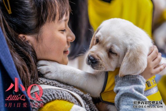 《小Q》导盲犬养成记：见证人类忠诚有爱的伙伴