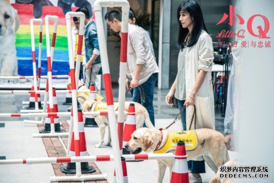 《小Q》导盲犬养成记：见证人类忠诚有爱的伙伴