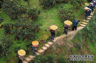 拼多多 打造全链路多举措扶贫消费新模式