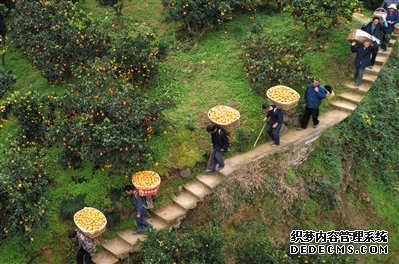 拼多多 打造全链路多举措扶贫消费新模式