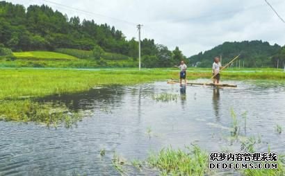 从民间美食到产业新秀 川籍小龙虾正崛起