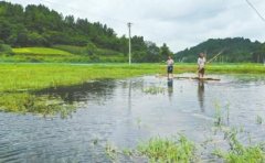 从民间美食到产业新秀 川