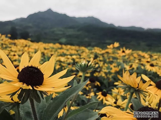 东盟企业家俱乐部美食部落成立