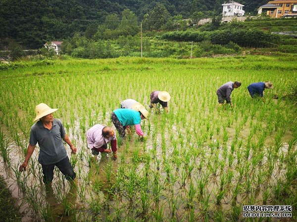 变生态优势为经济优势 陕西佛坪产业扶贫带动村