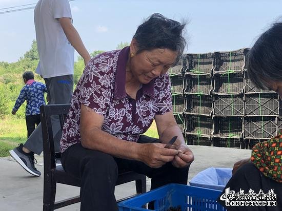 在鲜桃分拣区的旁边，63岁的何老太正在忙着挑拣桃胶。