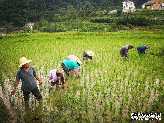 变生态优势为经济优势 陕西佛坪产业扶贫带动村民增收