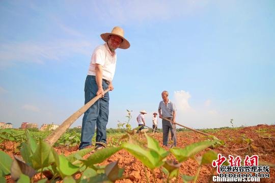 江西省余干县大溪乡槐梓村村支书许友生带领村民在油茶种植基地除草。 (资料图，2019年7月2日摄) 王成前 摄