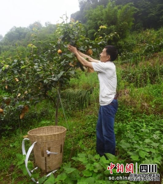 李良志在摘雪梨。雨城区委宣传部供图