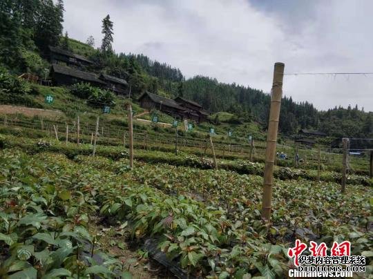 定威乡中药材(金钩藤)苗圃示范基地。　张翼晶 摄