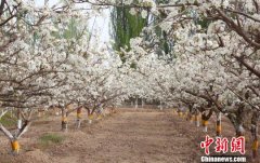 新疆轮台县：“一夜”春