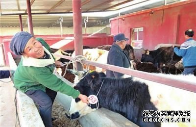 新疆和硕县17户贫困户认领“扶贫牛”