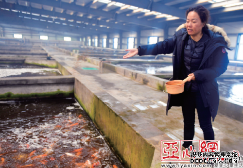 新疆昌吉渔业养殖基地观赏鱼游向国内外市场