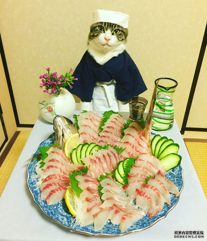 日本猫咪cos各种角色 美食当前坐怀不乱