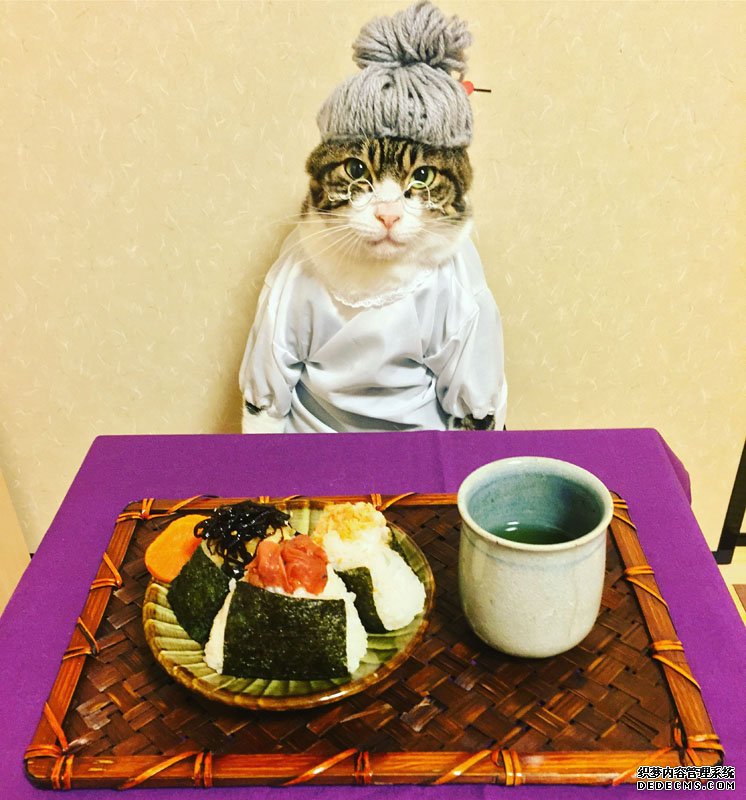 日本猫咪cos各种角色 美食当前坐怀不乱