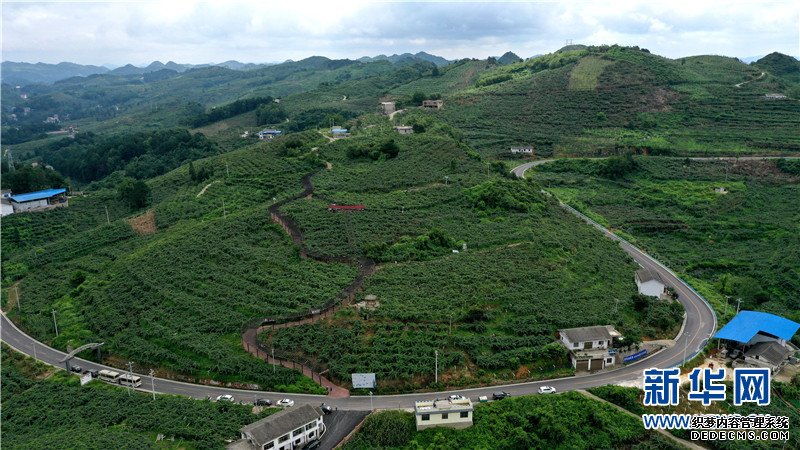 航拍贵州修文猕猴桃种植基地：“小果子”做成