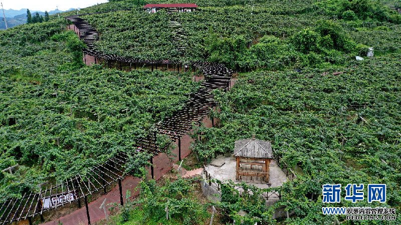 航拍贵州修文猕猴桃种植基地：“小果子”做成