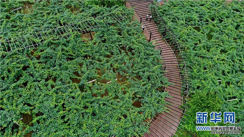 航拍贵州修文猕猴桃种植基地：“小果子”做成