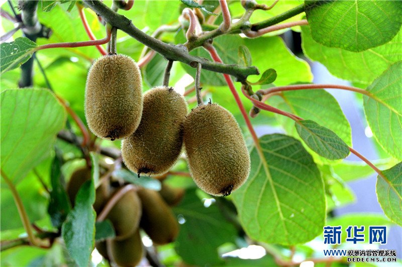 航拍贵州修文猕猴桃种植基地：“小果子”做成